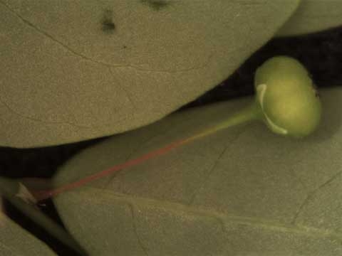 Phyllanthus tenellus