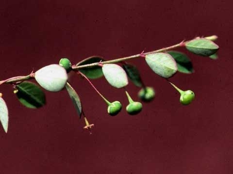 Phyllanthus tenellus