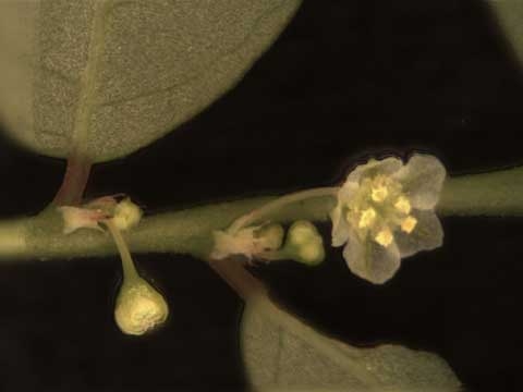 Phyllanthus tenellus