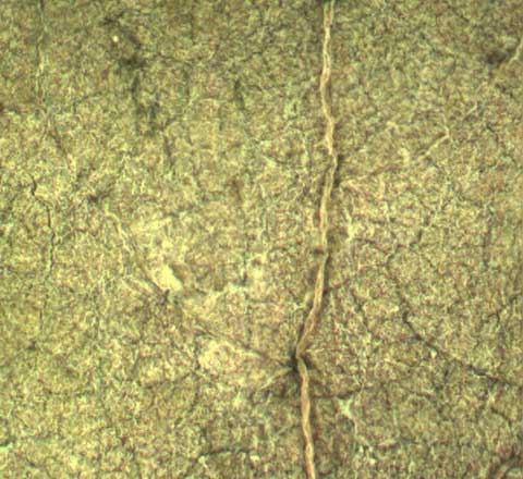 Phyllanthus tenellus