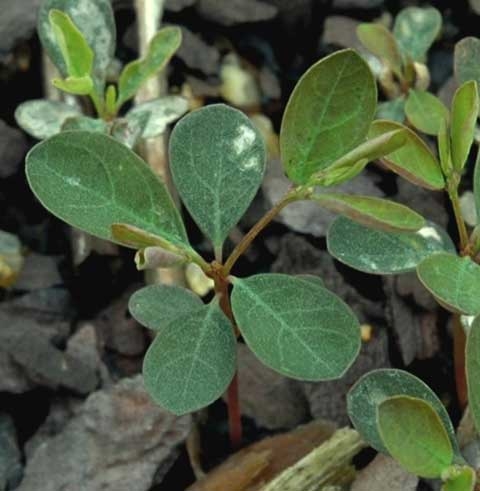 Phyllanthus tenellus