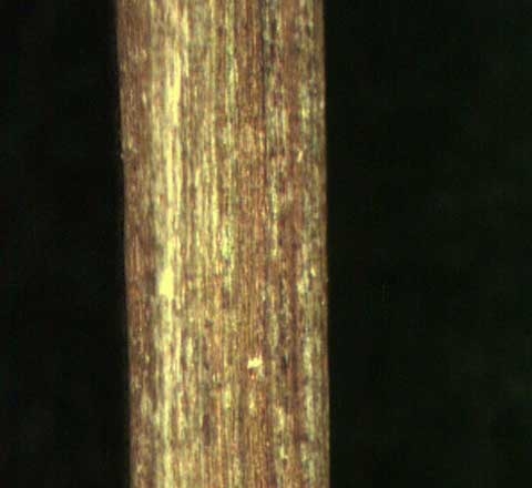 Phyllanthus tenellus