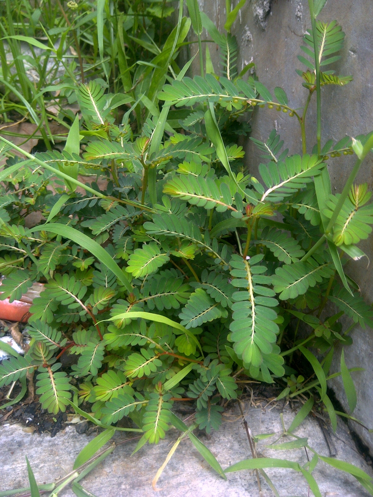 Form