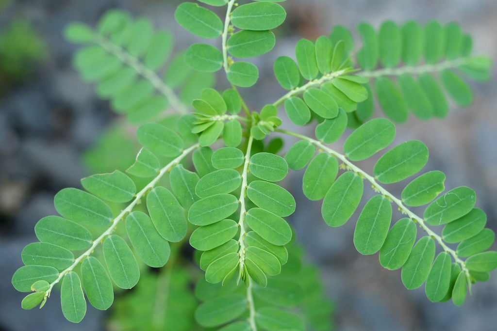 Leaves
