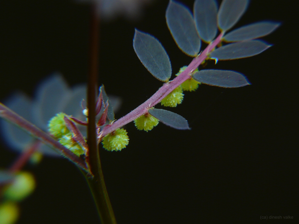 Leaves and Stem