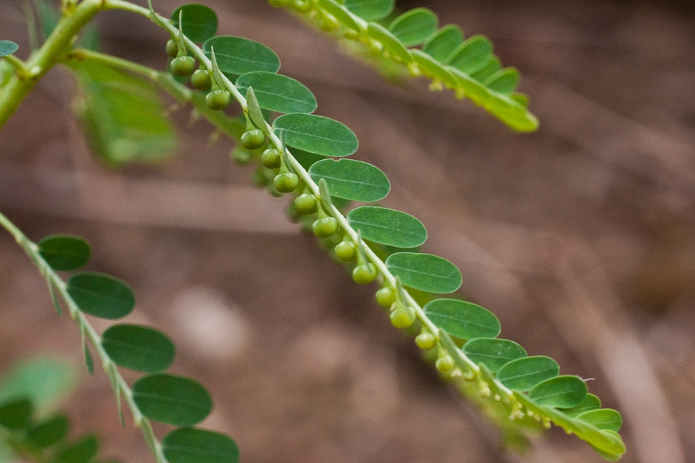 Leaves
