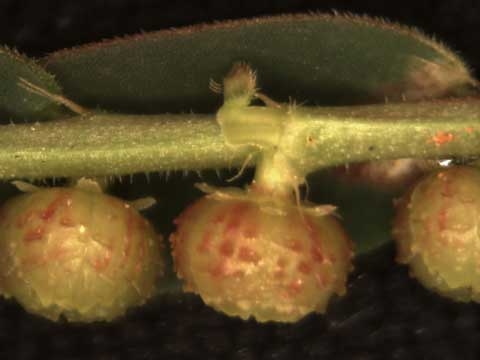 Phyllanthus urinaria L.