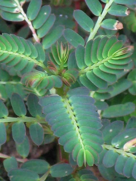 Phyllanthus urinaria L.