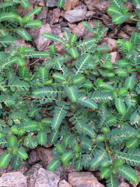 Phyllanthus urinaria L.