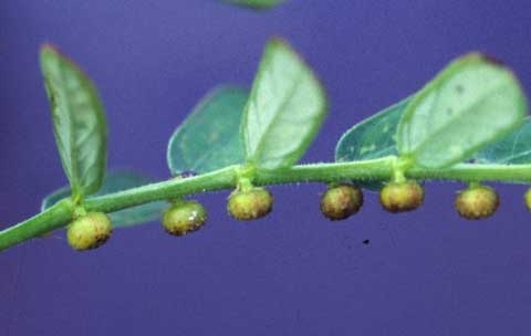 Phyllanthus urinaria L.