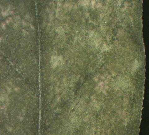 Phyllanthus urinaria L.