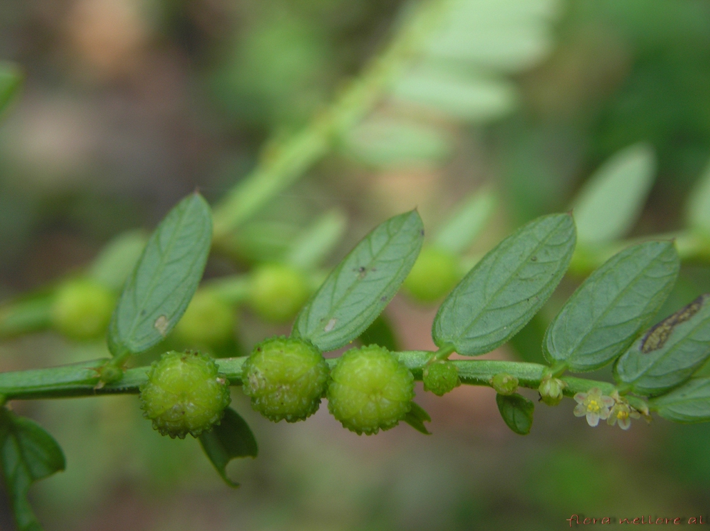 Form