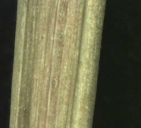 Phyllanthus urinaria L.