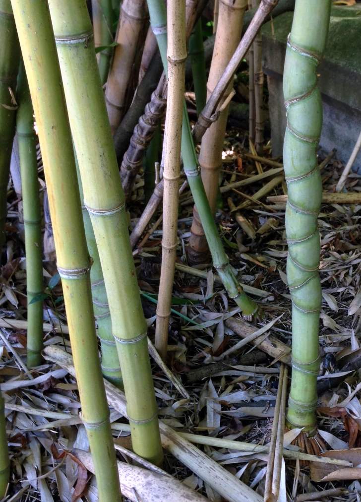 Stem closeup