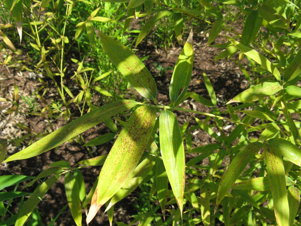 Leaf closeup
