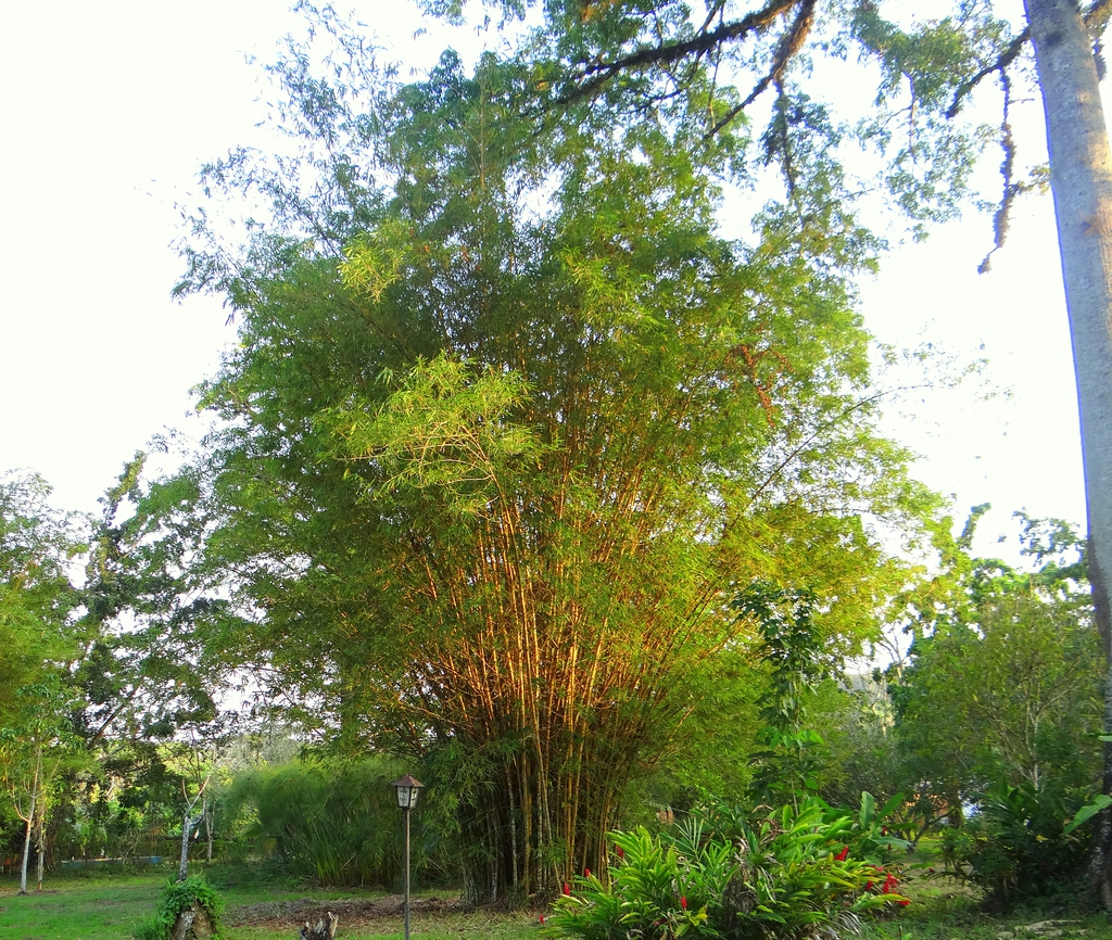Form