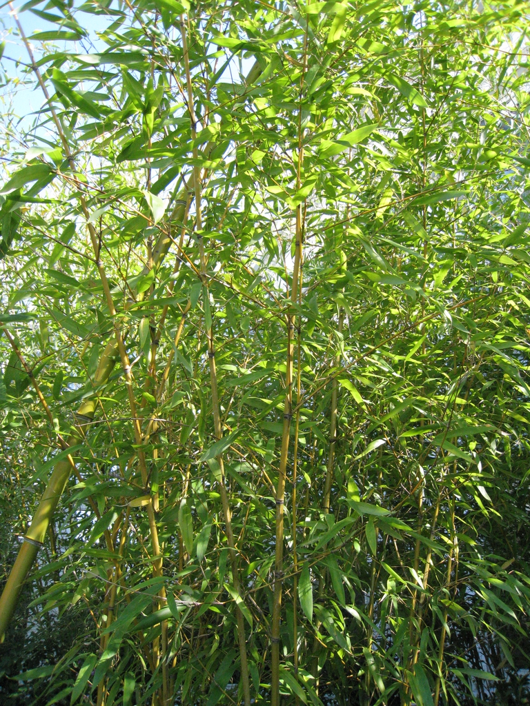 Form