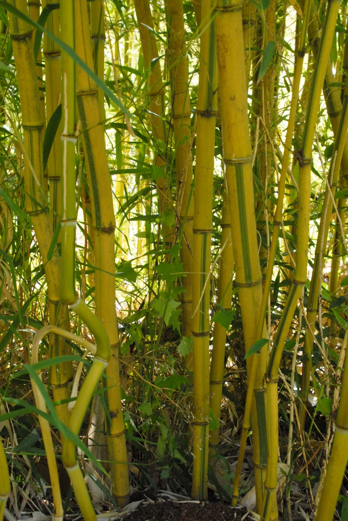 Phyllostachys aureosulcata