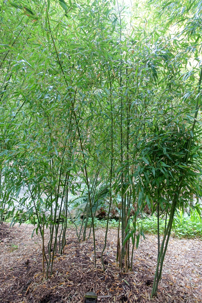 Form