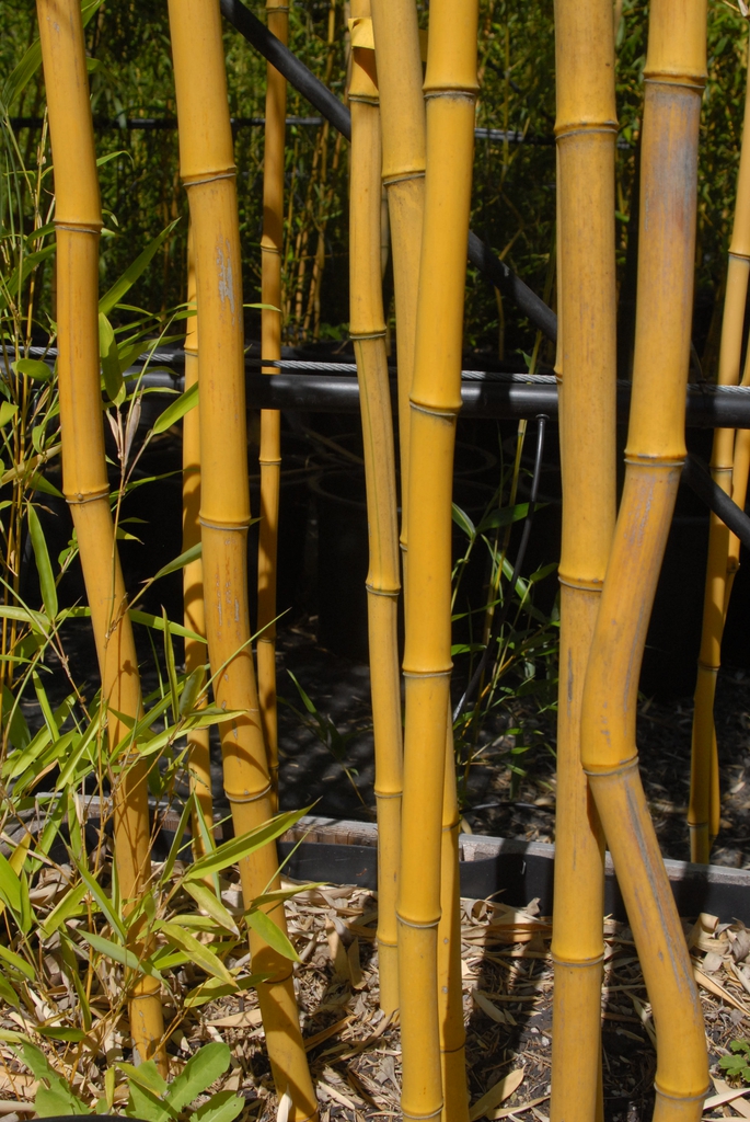 Phyllostachys aureosulcata