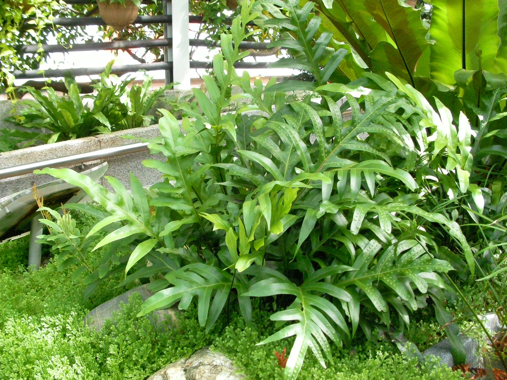 Form