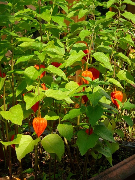 Physalis spp.
