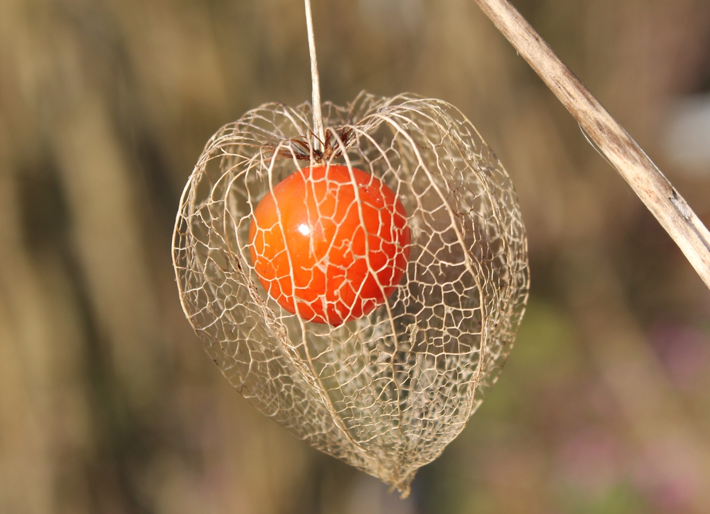 Physalis alkekengi