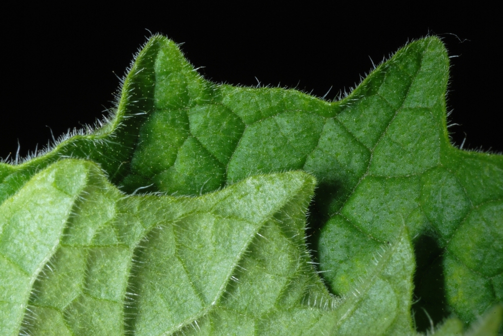 Front and back of leaves (Livingston County, NY)-Mid Summer