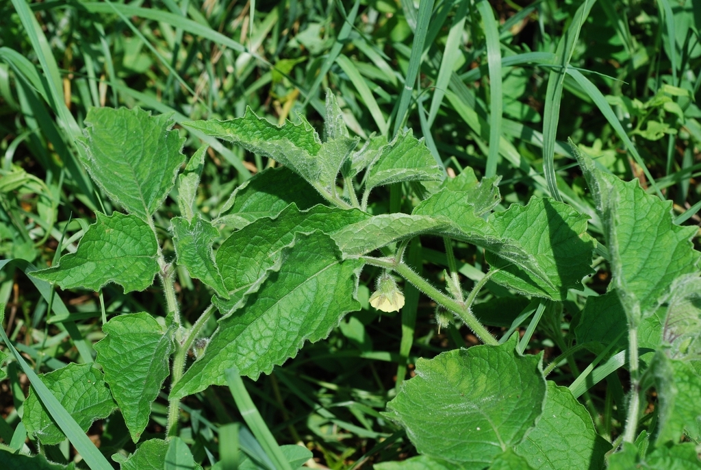 Green leaves (Livingston County, NY)-Mid Summer