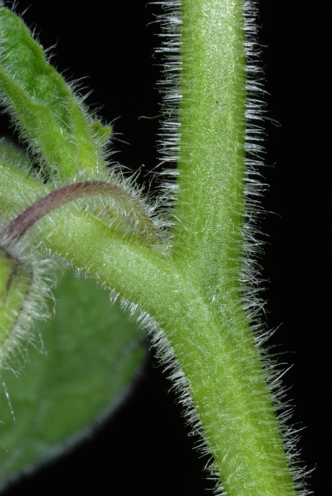 Green stem with hairs (Livingston County, NY)-Mid Summer