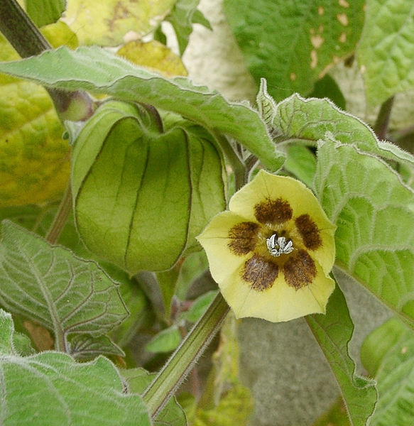 Physalis spp.