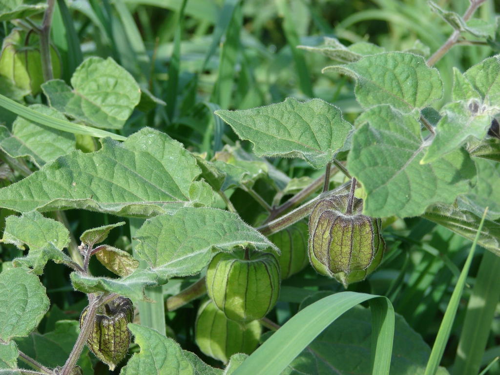 Physalis peruviana