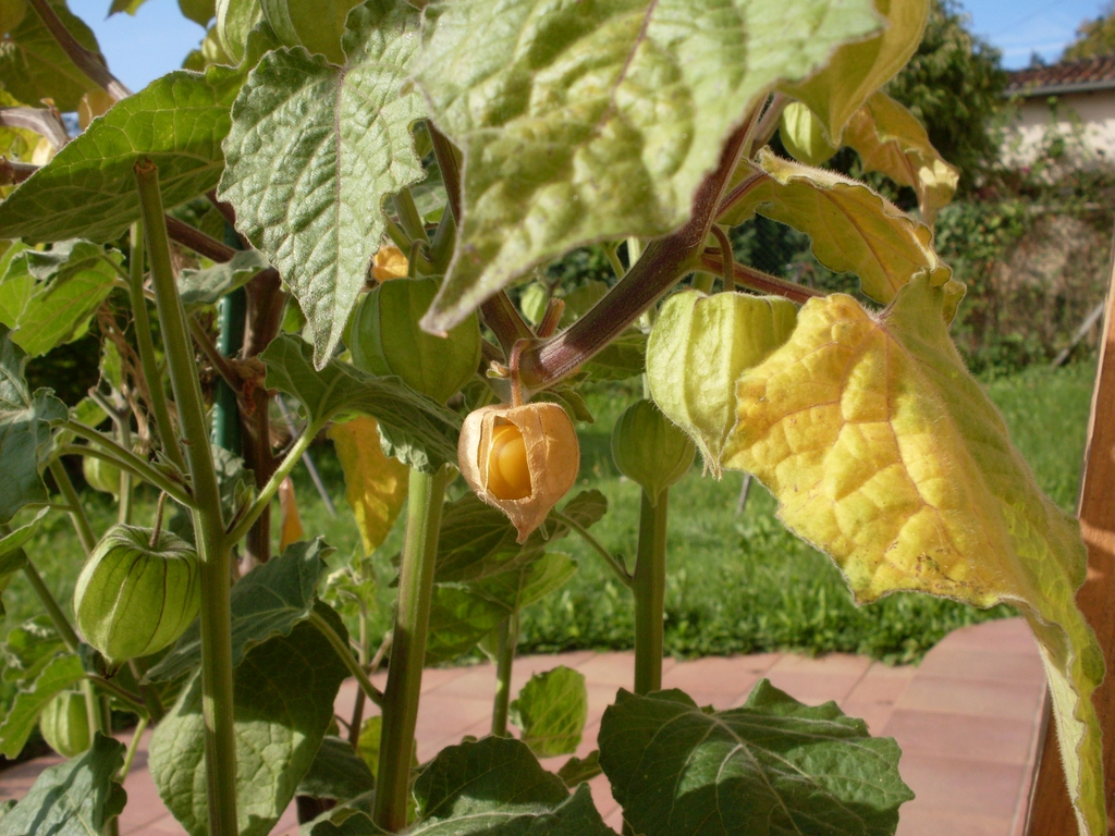 Physalis peruviana