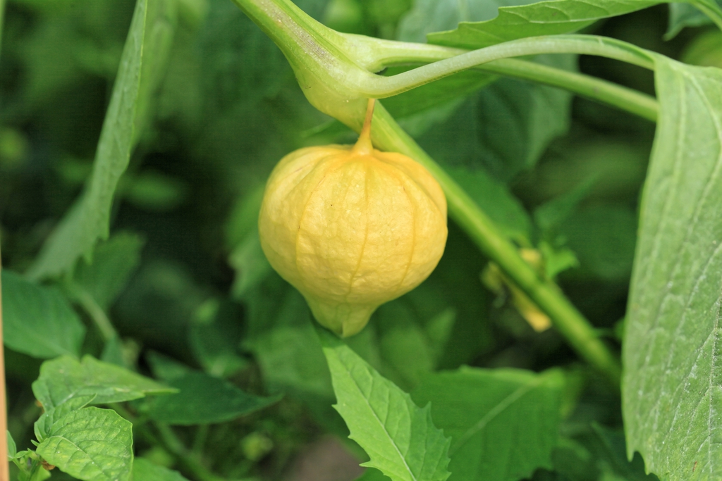 Fruit
