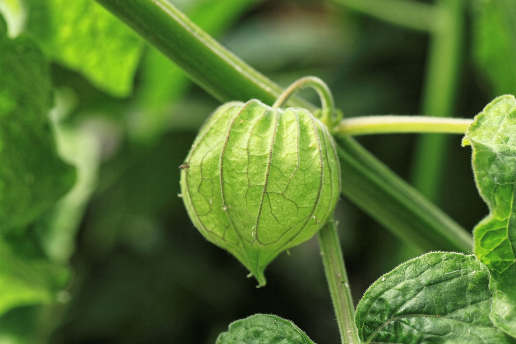 A husk formed around the fruit.