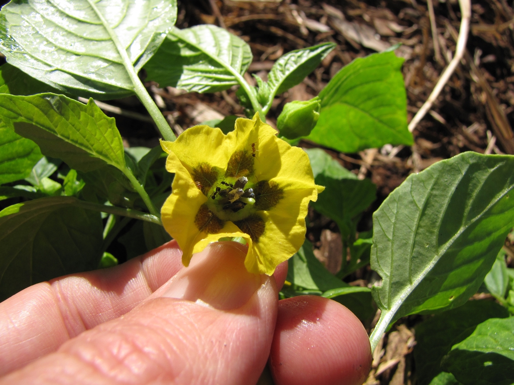 Flower close up showing fused petals and dark center.