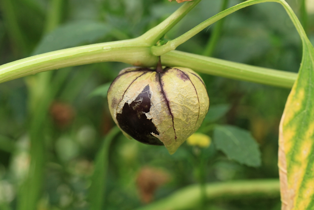 Ripe purple fruit bursts out of the papery husk.