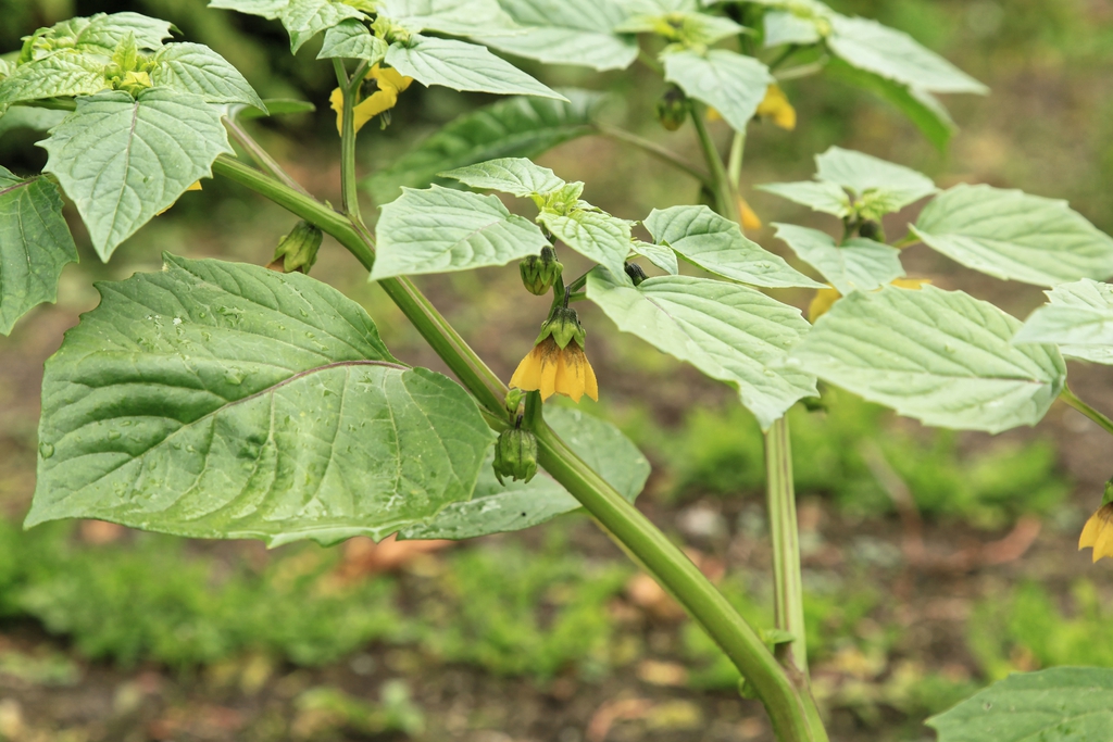 Alternate, simple leaves