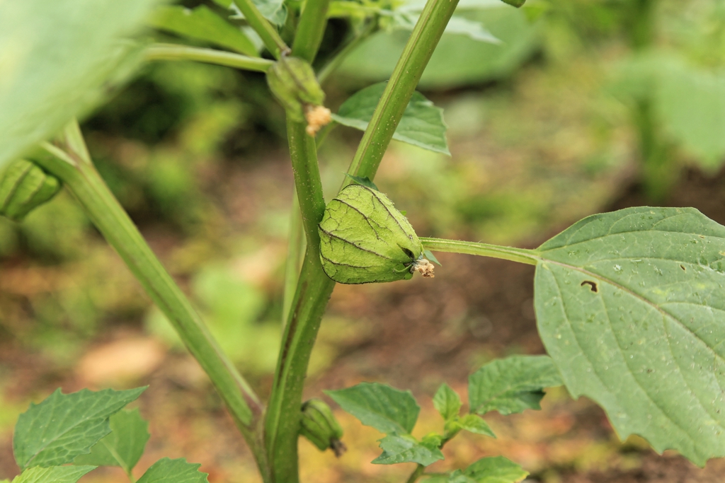 Fruit and Leaves