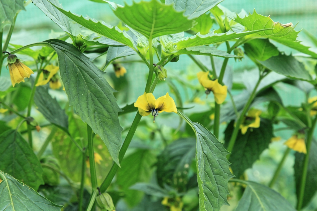 Flowers hang downward from leaf axils.