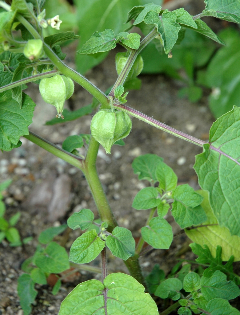 Physalis pruinosa
