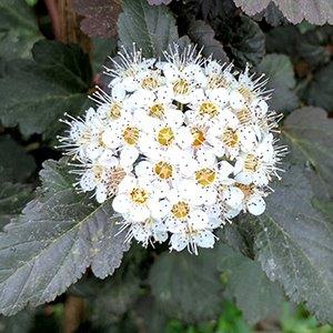 Physocarpus opulifolius 'Diablo'