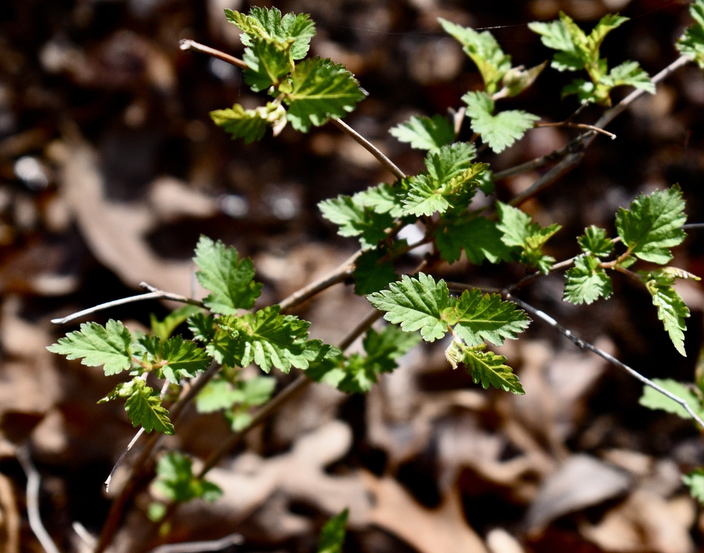 Leaves
