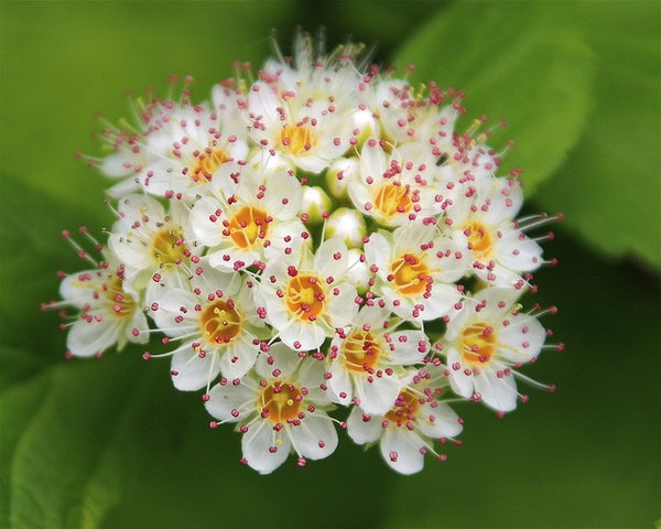 Close up of flower