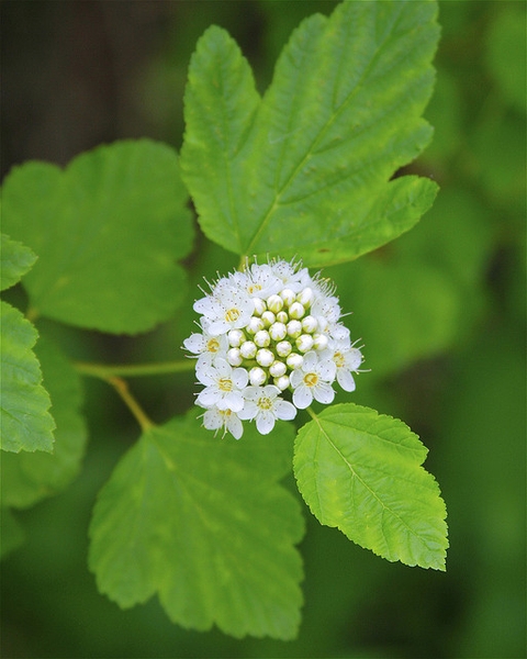 Flowers and leaves