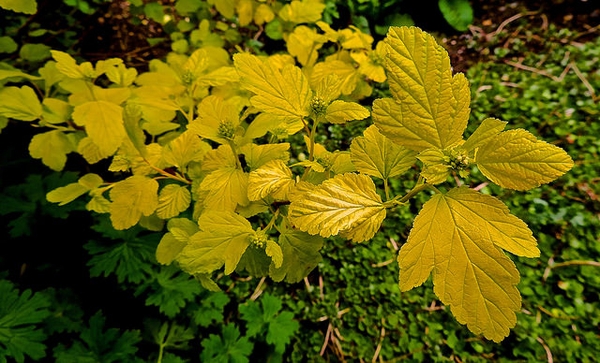 'Dart's Gold' leaves