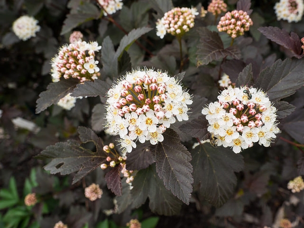 'Diablo' flower