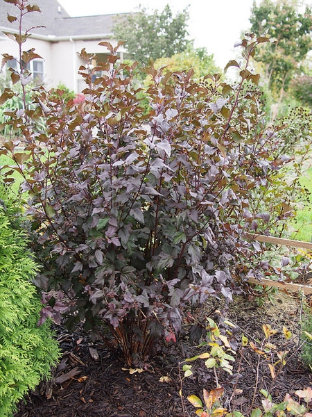 Form of 'Diablo'