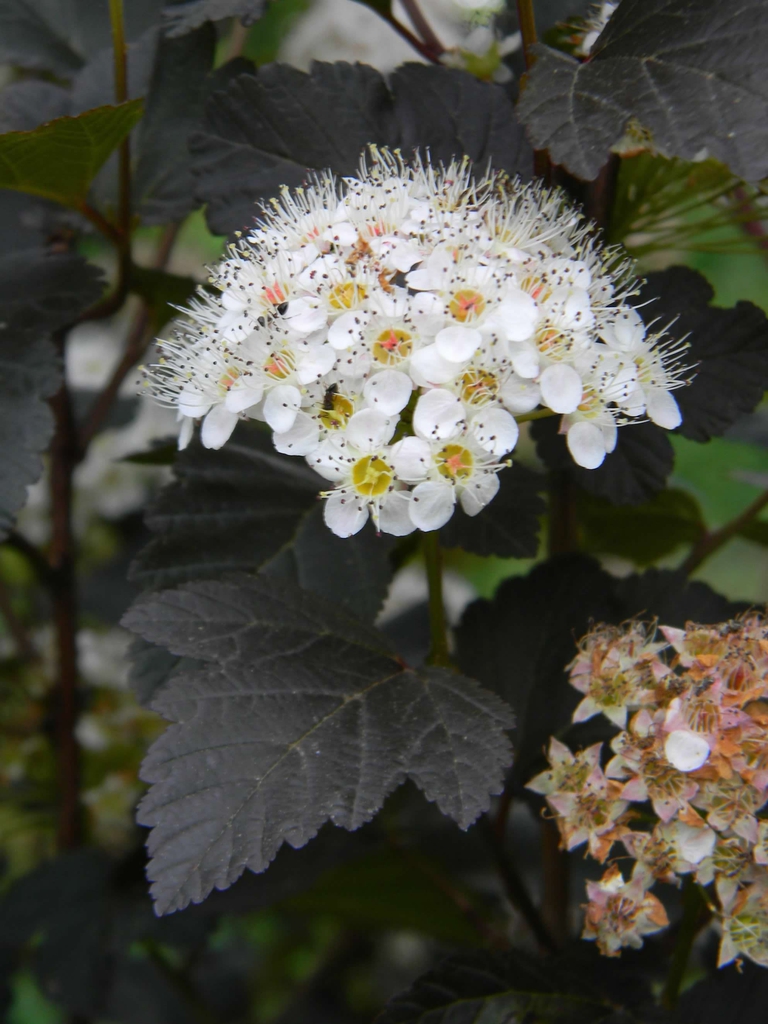 Physocarpus opulifolius