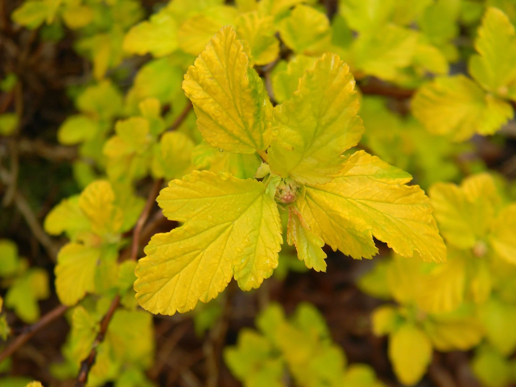 Physocarpus opulifolius 'Podaras 3' Lemon Candy